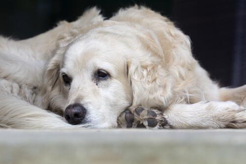 При болезнях старых собак они часто не хотят покидать дом.
