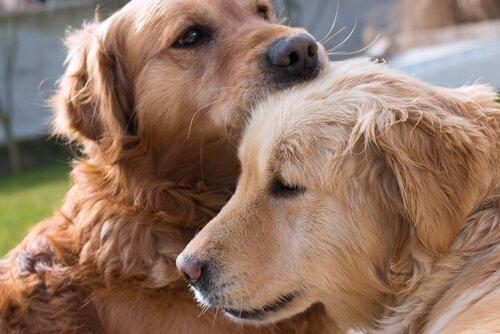 Собаки чувствуют любовь или нет?