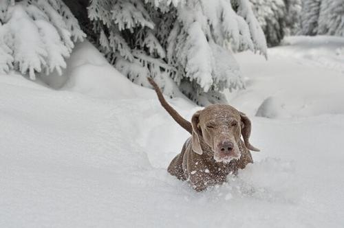 Снежные собаки: 10 пород собак, которые любят снег