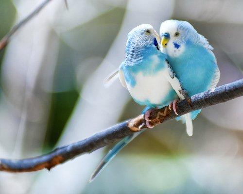 Птицы, как домашние животные, лучше держать в парах