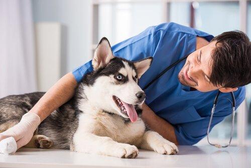 10 советов, чтобы ваша собака не передавала вам болезни