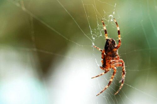 Почему вы никогда не должны убивать паука дома