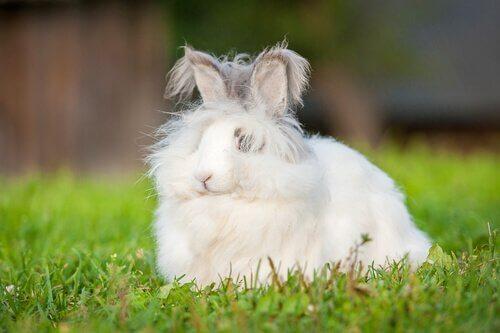 Карликовый Ангорский кролик: подходящая по стилю осанка