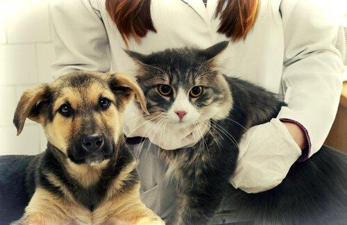 Противовоспалительные средства для собак и кошек