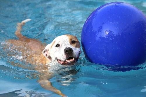 Открылся первый бассейн для собак в Мадриде