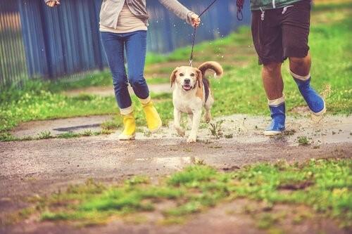 Знаете ли вы, что дождь раздражает слух собаки?