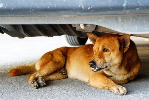 Страх перед автомобилями: как привыкнуть к автомобилям собак