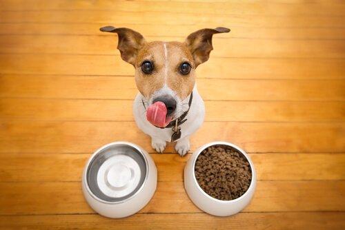 Сухой корм: как сделать его вкусным для собаки?