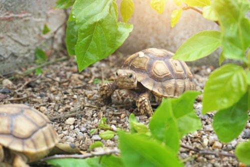 Питание черепахи шпоры: интересные факты