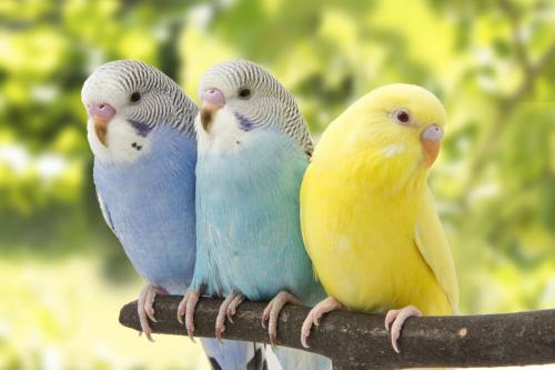 Верные волнистые попугаи и их жизнь