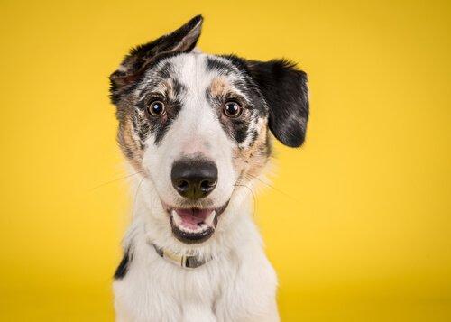 Проект Желтая Собака: больше свободного пространства для вашего питомца