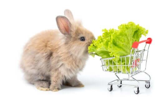 Растения для вашего кролика: что подходит для кормления?
