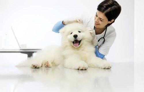 Дирофиляриоз у собак: лечение и профилактика