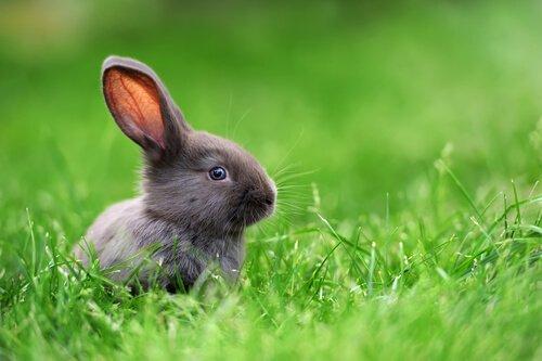 Мини карликовый кролик: особенности и уход