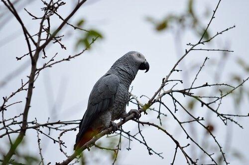 Серый попугай: все, что вам нужно знать о позе