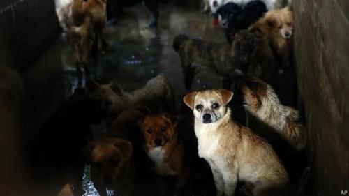 Испания празднует день смешанных собак