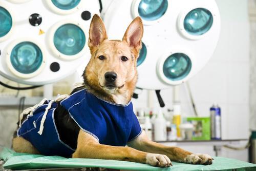 Собаки с синдромом воблера могут быть обработаны хирургическим путем.