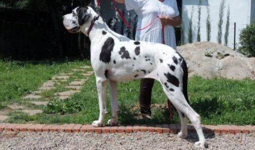 Собаки с синдромом воблера-все большие породы.