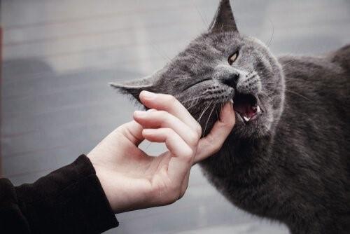 Что делать, если ваша кошка укусит вас?