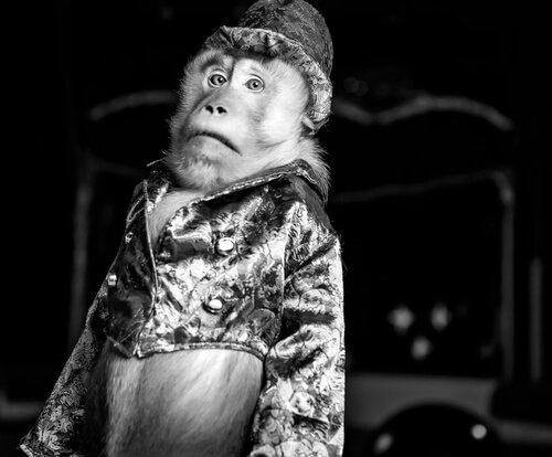 Жестокость животных: обезьяна с одеждой не смешно